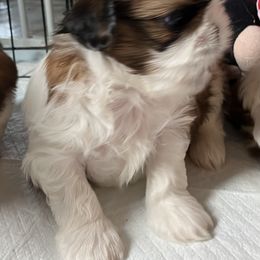 Bobby - Red and white male Shih Tzu puppy in Silver Lake, Oregon from Bling Shih Tzu