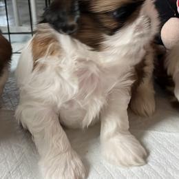 Bobby - Red and white male Shih Tzu puppy in Silver Lake, Oregon from Bling Shih Tzu