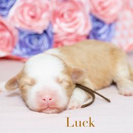 Luck (female) - Caramel cream female Australian Labradoodle puppy in Tucson, Arizona from Saguaro Blossom Doodles