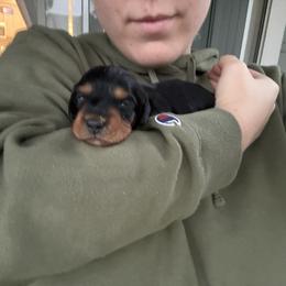 Dachshund Puppies from Mini Dachshund Duo Pups