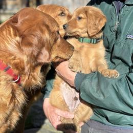 Golden Retriever Puppies from Green Mountain Golden Retrievers