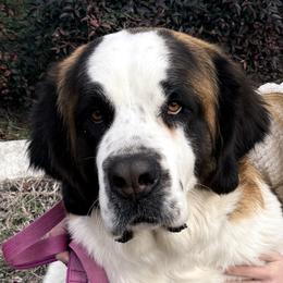 Ruth - Saint Bernard