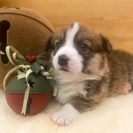Pembroke Welsh Corgi Puppies from Boekel Farms Corgis