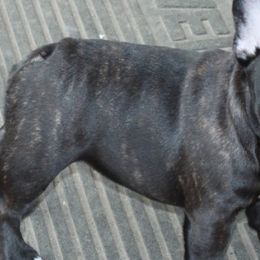 French Bulldogs from HotSchott French Bulldogs