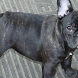 French Bulldogs from HotSchott French Bulldogs