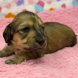 Trinity (triad, spiritual unity) - Cream female Dachshund puppy in Murfreesboro, Tennessee from Kimbrie's Dream Cream Doxies