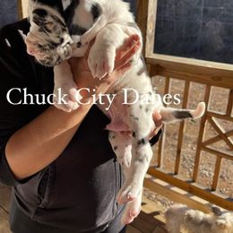 Great Dane and Yorkshire Terrier Puppies from Chuck City Danes