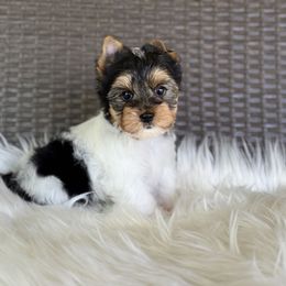 Luka 3,250 - Black tan and white male Biewer Terrier puppy in Liberty, Texas from Tiny Yorkshire pups