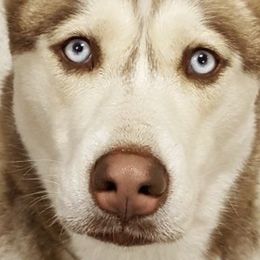 Siberian Huskies from Sam's Huskys