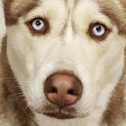 Siberian Huskies from Sam's Huskys