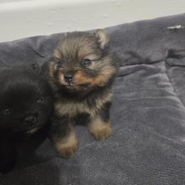 Wonder Woman - Wolf sable female Pomeranian puppy in Texas from Ruby's Poms