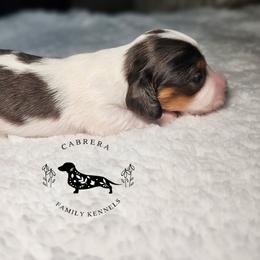 Snooki - Piebald female Dachshund puppy in Modesto, California from Cabrera Family Kennels