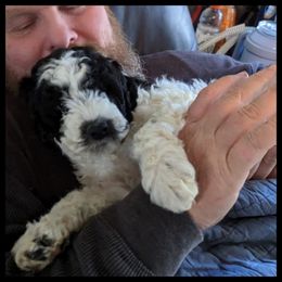 Cavapoo and Goldendoodle Puppies from Daisy's Doodle Den