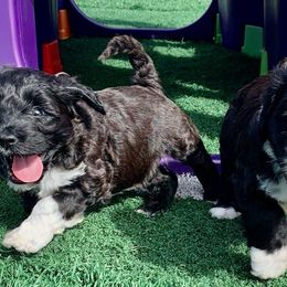 Portuguese Water Dogs from MaraTime Portuguese Water Dogs