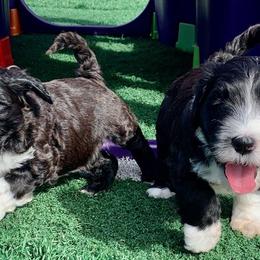 Portuguese Water Dogs from MaraTime Portuguese Water Dogs