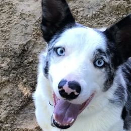 Gray - Border Collie