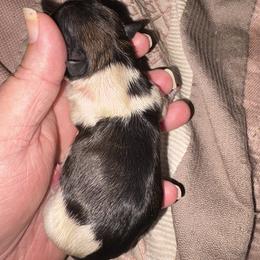 Paddy - Brindle and white male Shih Tzu puppy in Mattoon, Illinois from Jenkins Tzu and Poo’s