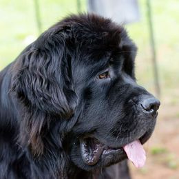 Newfoundlands from Eve Caimano's Newfoundlands