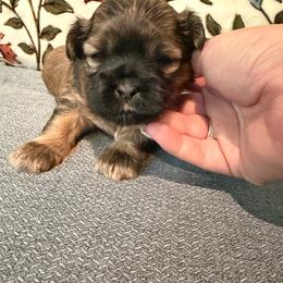Chloe - Brown female Shichon puppy in Bushnell, Florida from Diamond Belle Puppies, LLC