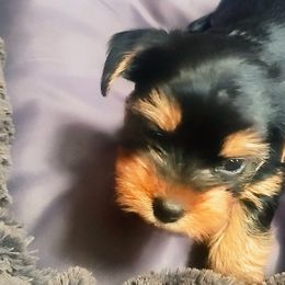 Yorkshire Terriers from Marrield's Yorkie Puppies