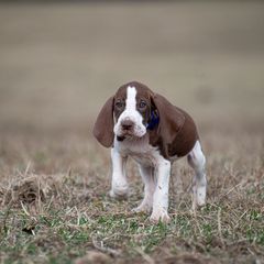 Bracco Italiano, German Shorthaired Pointer, and Vizsla Puppies from Nosam Kennels- Vizslas, German Shorthairs & Braccos- Kentucky