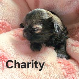 Charity - Sable female Shih Tzu puppy in Center Point, Iowa from Puppies in a Box Shih tzus