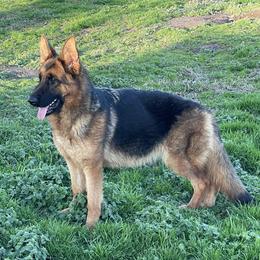 German Shepherd puppies from Reizarf Kennels
