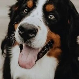 Bernese Mountain Dogs from Seven Arrows Beautiful Bernese