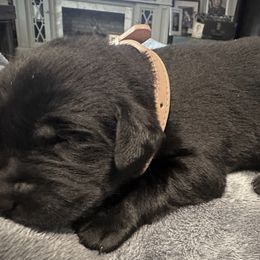 Labrador Retriever Puppies from Okiehuntinboyz Labrador Retrievers