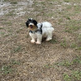 Fluffy 9 Pounds - Parti male Yorkshire Terrier puppy in North Naples, Florida from Moon Ranch Puppies