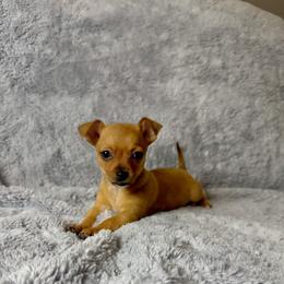 Whisper - Fawn female Chihuahua puppy in Helena, Alabama from HaloHavenChihuahuas