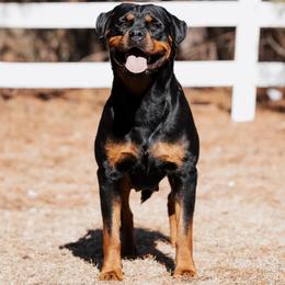 Kota - Rottweiler