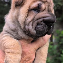 Girl 1 - Brown sable female Chinese Shar-Pei puppy in Autryville, North Carolina from T&D'S Razen Wrinkles Shar-pei