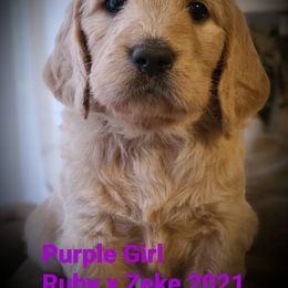 "Paisley, 2021 F1 pup from Ruby x Zeke" Goldendoodle and Golden Retriever Puppies from Golden Paw Farm