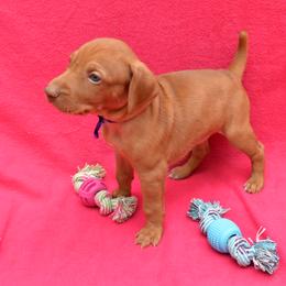 Vizsla Puppies from Summit Vizsla (we can deliver to you)