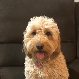 Goldendoodles from Delightful Doodles