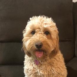 Goldendoodles from Delightful Doodles