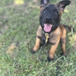 Belgian Malinois Puppies from Fromage Malinois