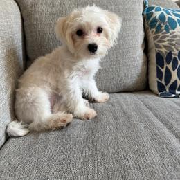 Blossom - White female Maltese puppy in Dallas, Texas from Dallas Darling Maltese