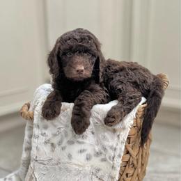 Cheer Bear- Light Pink Collar - Chocolate female Goldendoodle puppy in Bay City, Texas from Charming Doods Goldendoodles