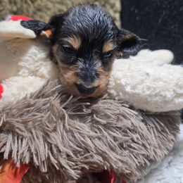 Battenburg - Dapple female Dachshund puppy in Bigfork, Minnesota from Long Ears and Long Dogs Ranch
