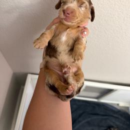 Girl 1 - Chocolate and tan female Dachshund puppy in Oroville, California from Barnes’ Doxies