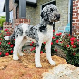 Sammie - Assorted Doodle Crosses