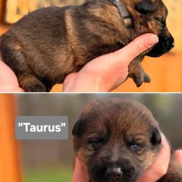 Boy 1 - Sable male German Shepherd puppy in Farmington, Maine from Pine State Shepherds