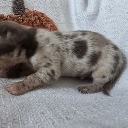 Boy pup - Merle male Chihuahua puppy in West York, Pennsylvania from Perfect Color Chihuahuas