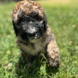 Luna - Brown and white female Saint Berdoodle puppy in Newcastle, California from Darling Saint Berdoodles