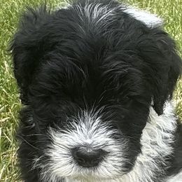 Girl 1 - female Sheepadoodle puppy in Howell, Michigan from Animal Crackers