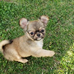 Chihuahua Puppies from Toyville Chihuahuas