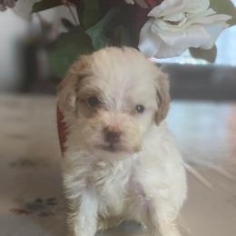 Bowie - Parti male Goldendoodle puppy in Cumberland, Rhode Island from minigoldendoodlesofRI