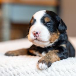 Tilly - Tri-color female Bernedoodle puppy in Narvon, Pennsylvania from CBKB Bernedoodle’s